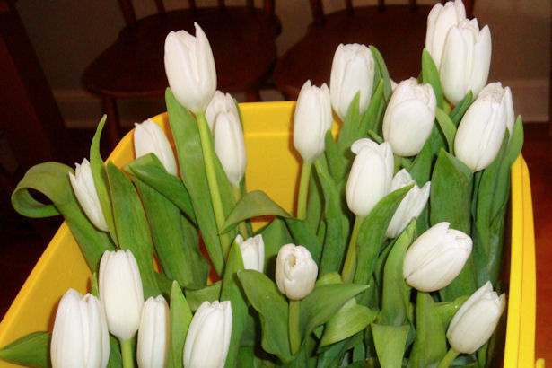 Wedding Flowers - White Tulips