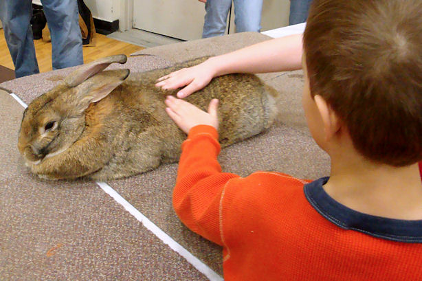 Winterfest 2011 - Z-Man Petting a Rabbit