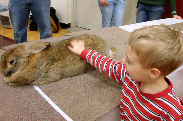 Winterfest 2011 - Little Guy Petting a Rabbit