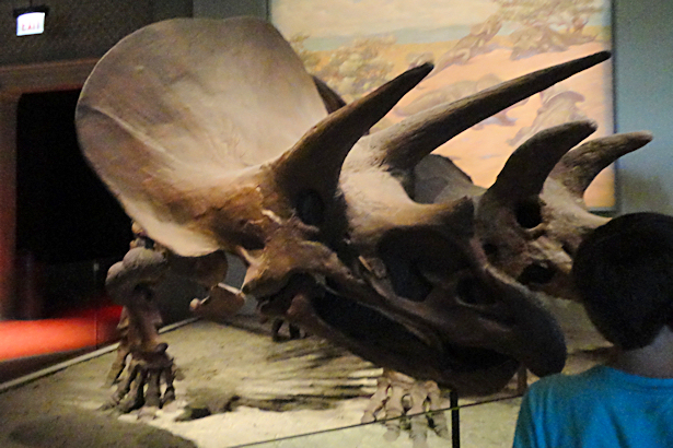 Chicago Part Four - Triceratops Fossils