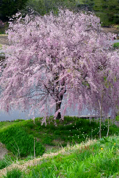 dwarf japanese weeping cherry tree