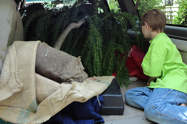 Larch Tree - Z-Man in Car