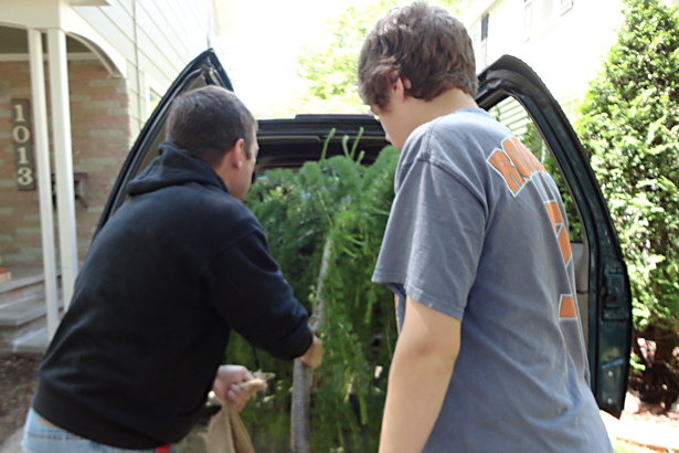 Larch Tree - Getting Tree out of Car