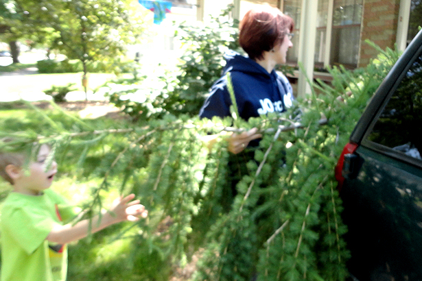 Larch Tree - Carrying