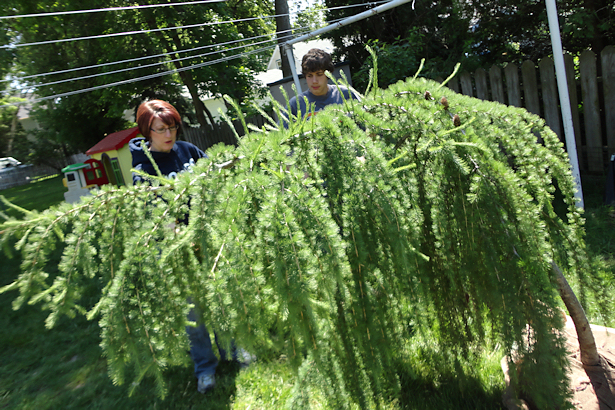 Larch Tree - Snufflupagus