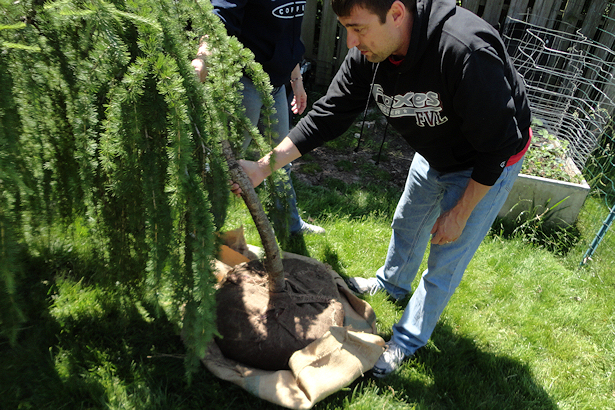 Larch Tree - Straightening