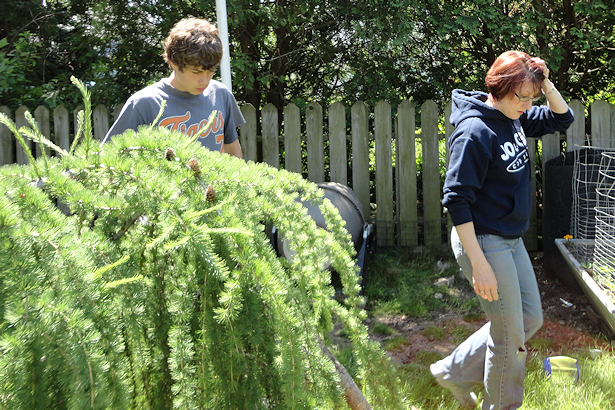 Larch Tree - Looking for the Perfect Spot