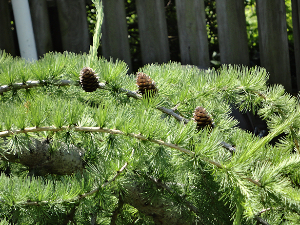 Larch Tree - Pine Cones