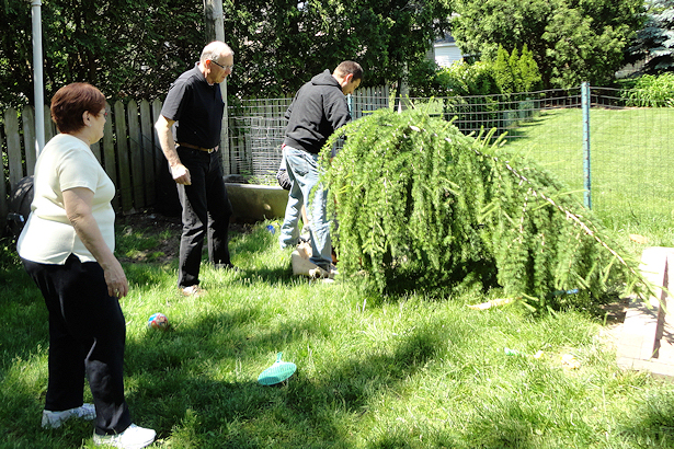 Larch Tree - Grandma and Grandpa