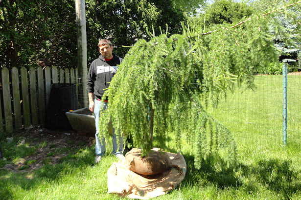 Larch Tree - That's the Spot