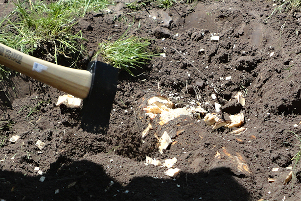 Larch Tree - Chopped Root