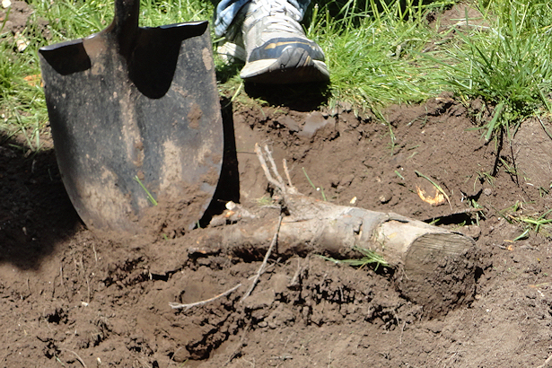 Larch Tree - Teacher Digs