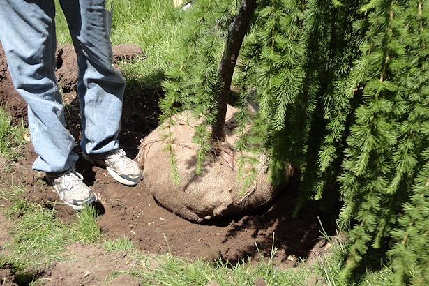 Larch Tree - Tree in Hole