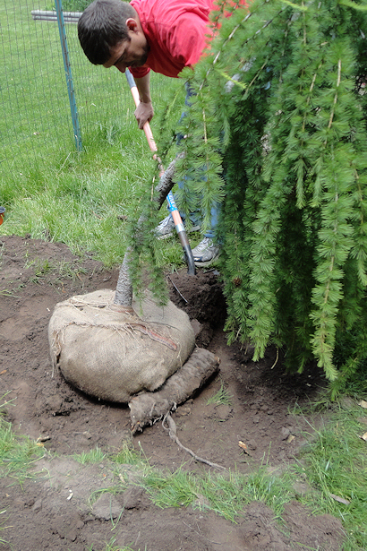 Larch Tree - Filling in Dirt