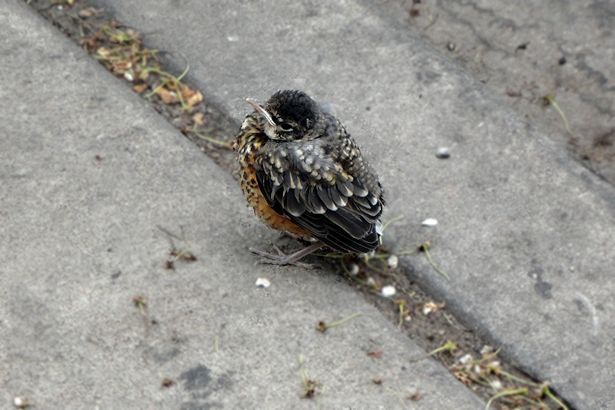 Chicago 2013 Part Two - Baby Robin 2