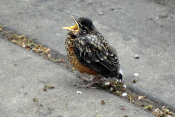 Chicago 2013 Part Two - Baby Robin