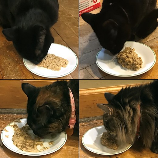 Homemade Cat Food - Cats Eating