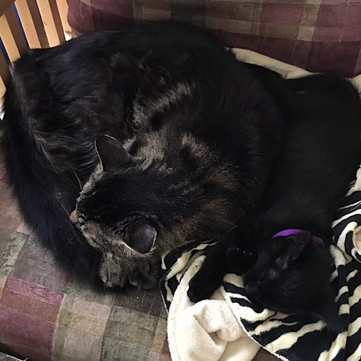 Kittens - Cinder and Murphy