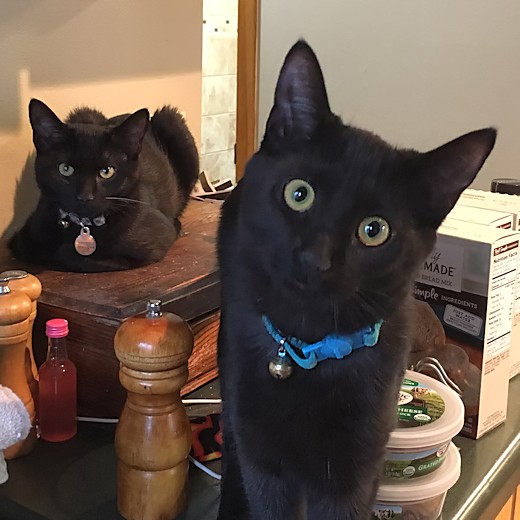 Kittens - Cinder and Toothless